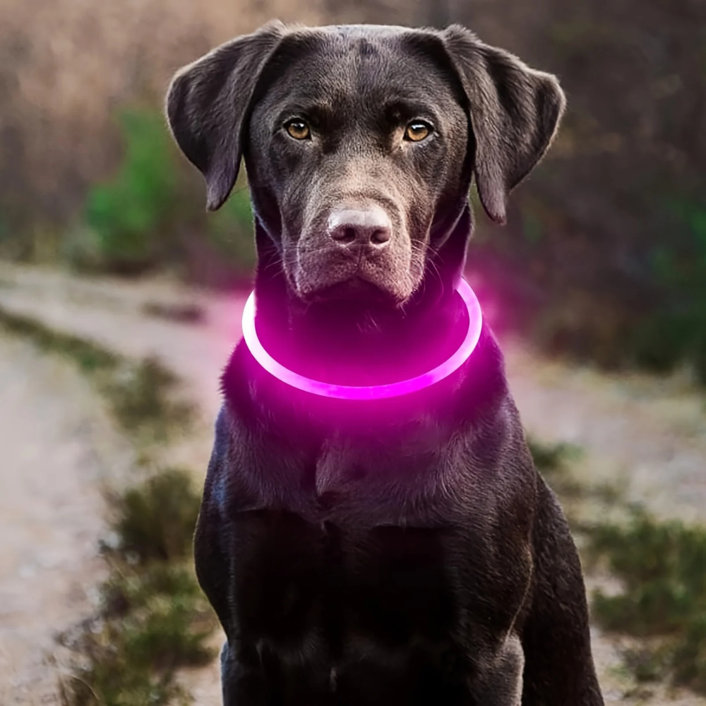 GlowTail™ – LED Rechargeable Collar